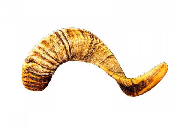 🐑 Lamm-Horn XXL ca. 31cm – Der gesunde und harte Kauspaß für Ihren Hund!