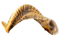 🐑 Lamm-Horn XXL ca. 31cm – Der gesunde und harte Kauspaß für Ihren Hund!