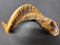 🐑 Lamm-Horn XXL ca. 31cm – Der gesunde und harte Kauspaß für Ihren Hund!